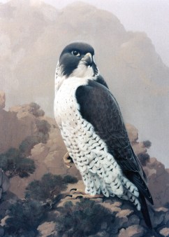 peregrine
